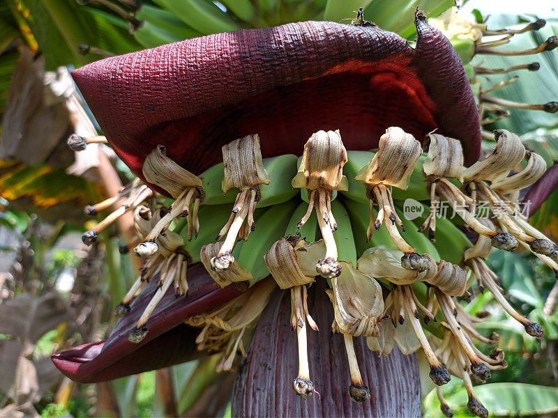 婆罗洲热带自然中的克波克香蕉花(Musa acuminata × balbisiana)